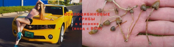 ПСИЛОЦИБИНОВЫЕ ГРИБЫ Богданович